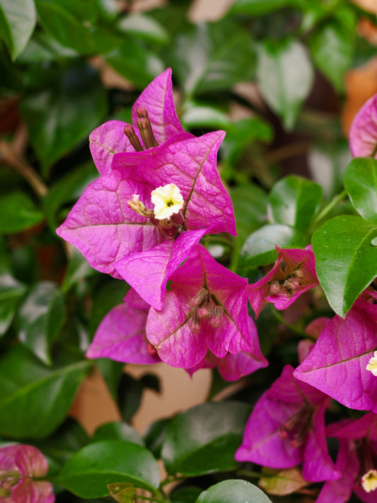 Bouganvillea fade - 5x20 gr minis Gradient set