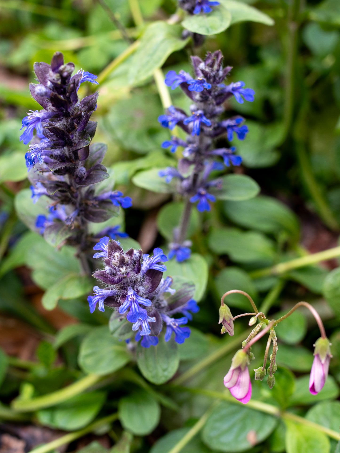 Ajuga - New color of the month - April