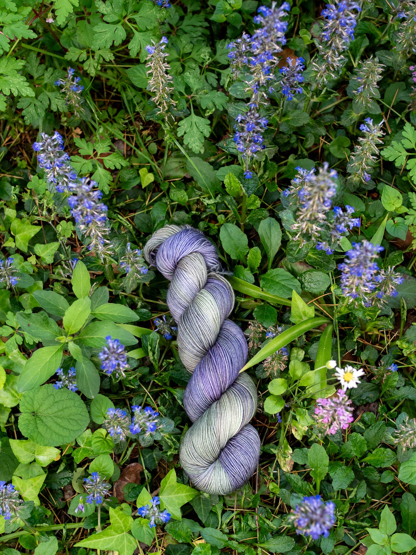 Ajuga - New color of the month - April