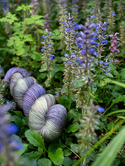 Ajuga Sock Set